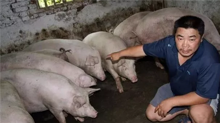 疫情、环保的“大黑锅”为何要让散养户背，何罪之有