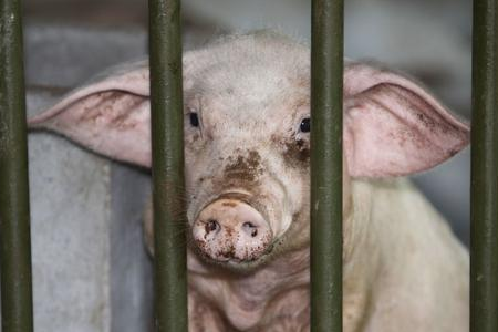 河南生猪出栏量跃居全国首位！与全国猪价差一块！