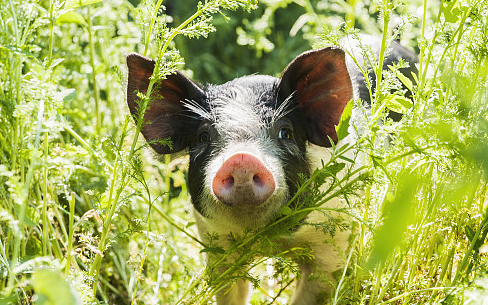 若南饲料行业信息网