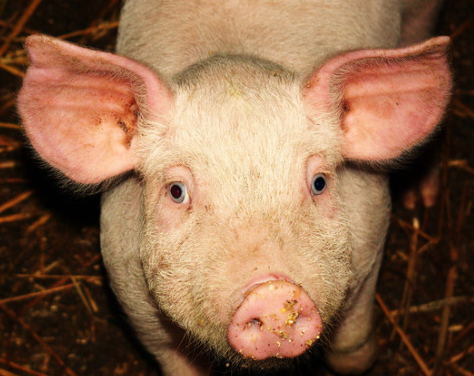 据了解,双胞胎推出的三胞胎直销大猪场做得不错,大北农融资能力强,加大种猪料有特色,这些企业在直销的转型上做得也不错,不少企业的饲料直销占比接近半数。