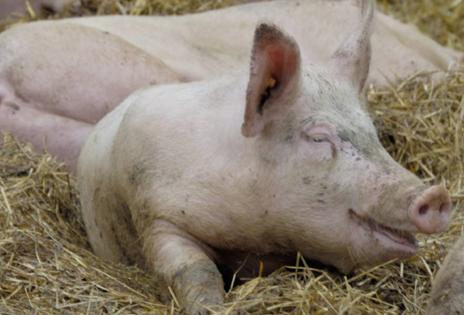 猪肉价格将恢复性上涨 猪价亦稳中小幅上涨