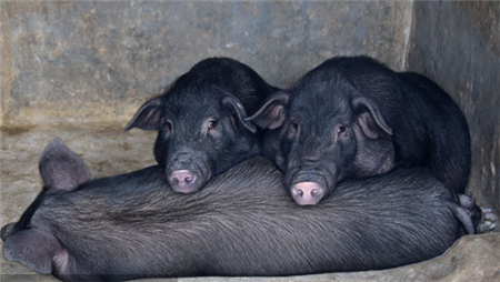局部地区已补栏仔猪 现在补栏合适吗？