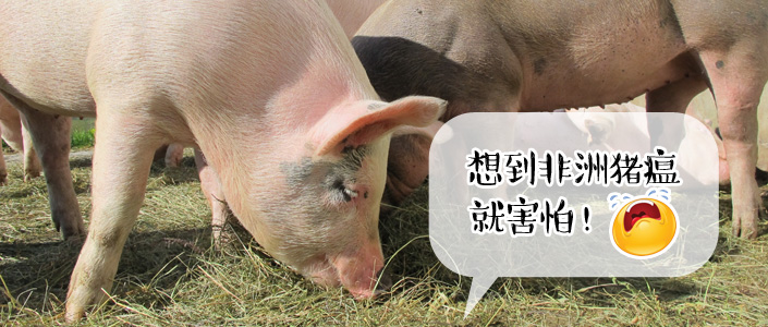 还有一个星期的时间即将进入春节假期，居民节前肉类消费有小幅起色，部分地区白条价格上涨，带动生猪价格小幅上调