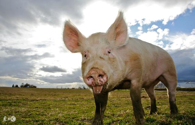 农业农村部信息中心 山东卓创资讯股份有限公司