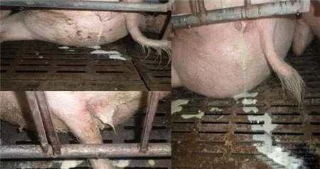 关注能繁母猪健康,谨慎应对子宫内膜炎!