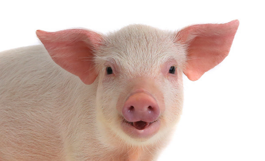 2019年肉类市场存在较大变数！