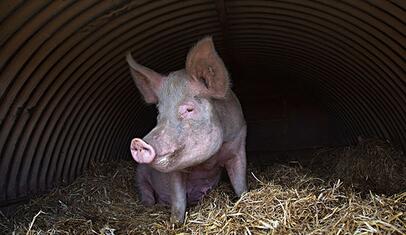 火中取栗，就是2019。