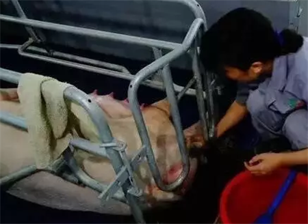 母猪助产最容易被忽视的细节你知多少?