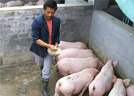 2019年养猪，不发瘟能发财吗？猪价会涨至9元/斤吗？