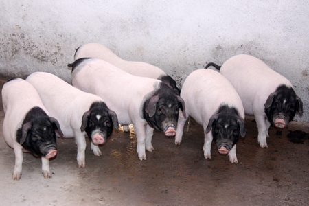 开年以来，养殖板行业景气高涨，“猪肉概念”与“养鸡概念”共同走强，不少个股年内股价甚至翻番。