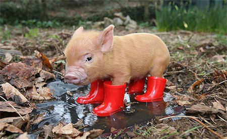 大部区域猪价继续上涨，均价再度回升至12以上