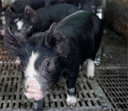 养猪股大跌，猪价也下跌，真正的考验开始了