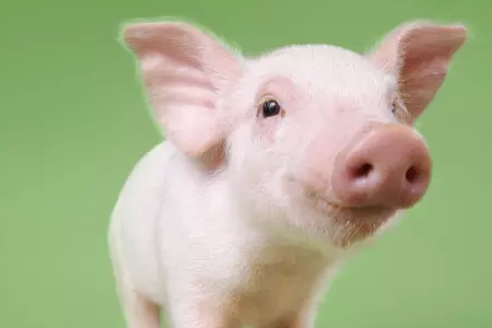 在上涨周期里，任何回调都是短暂的，都无需担心，因为上涨总趋势是不会改变的，任何时候都要记住2019年是风险最大的1年。