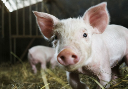 通报称，近期，黑龙江、江苏两省存在养殖企业不履行动物疫情报告义务、销售未经检疫的淘汰母猪等情形。