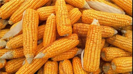 国家队出手收粮，玉米价格会大涨？