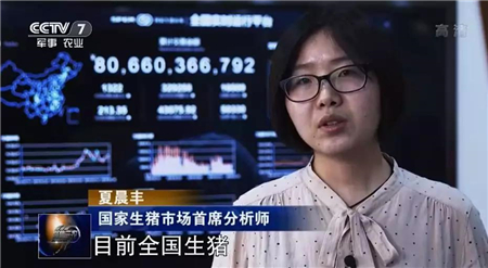 央视关注生猪市场：仔猪价格近千元，补不补栏？