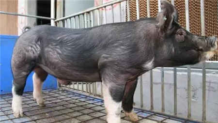 猪价继续下跌，但北方企稳，养殖户逆势而为