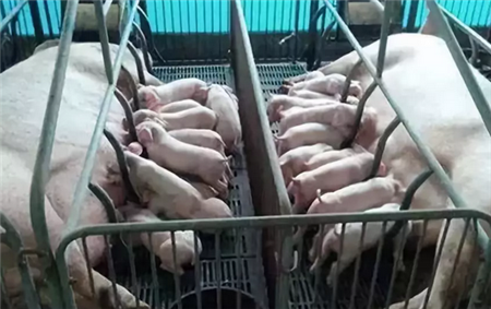 如何做好饲养管理,保证猪提前出栏?