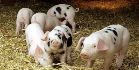 家庭养殖的退出，靠什么解决近2000万的猪肉缺口？