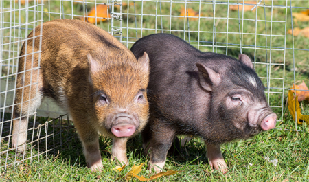 猪价上涨趋势越来越明显，受非瘟影响 进口猪肉增多！