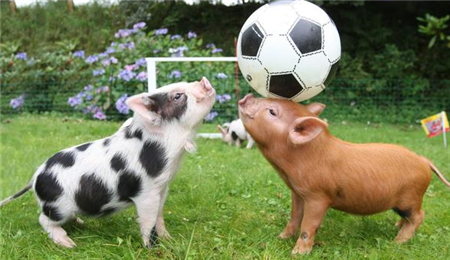 不要慌，猪还在少，猪价还要涨！