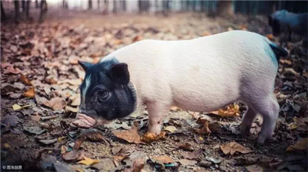 全国生猪价格上涨，"剩"者为王！