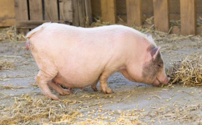 4月3日农业农村部公布的七个省的生猪产业调研情况显示，各省生猪产能降幅都很大。 