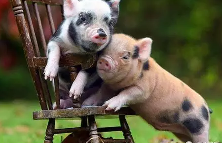 提高病死猪扑杀补贴，通过低息、无息贷款缓解资金紧张