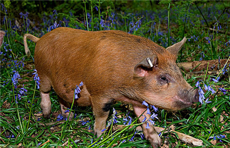 局地缺猪严重 新一轮上涨或为时不远