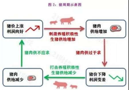 猪价将突破历史高点，五张图看懂超级猪周期！