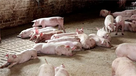 非洲猪瘟猖獗的乌克兰依旧吸引着欧盟生猪投资者