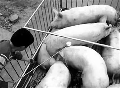 中国养猪网