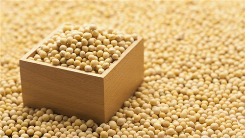 我国或取消美国大豆订单？这就是豆粕暴涨的原因？