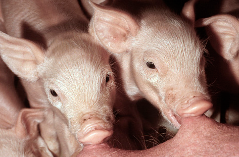 农业农村部新闻办公室 