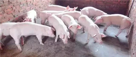 中国养猪网