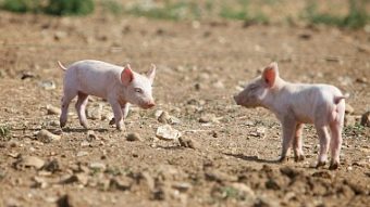 目前来看，行业可能会迎来最长盈利周期。