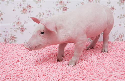 为什么不建议养猪人压栏？因为靠一批猪你发不了财但却能破产！