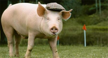 各地地区早已突破“30”元大关，例如广东、四川、重庆、浙江、江西、福建、湖南、广西等地猪价令人羡艳！ 