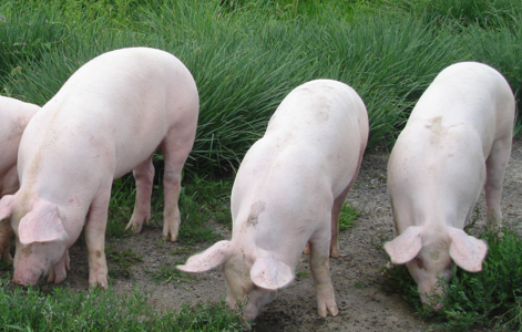 今日猪价延续小幅回落态势，全国瘦肉型猪出栏均价26.57元/公斤，较昨日下跌0.25元/公斤。整体看猪价主线持稳，但与前几日相比，震荡回调地区明显有所增多。