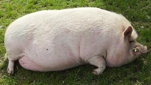 目前白条肉价格高位，消费者接受能力有限，白条肉再涨动力不足。9月以来白条肉价格在16元/斤波动。