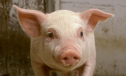  分娩与接产工作是养殖场的重要生产环节，母猪在分娩前除了应该做好产前预告工作，保证分娩母猪提前一周进入产房，还应该在产前做好以下几项准备工作。