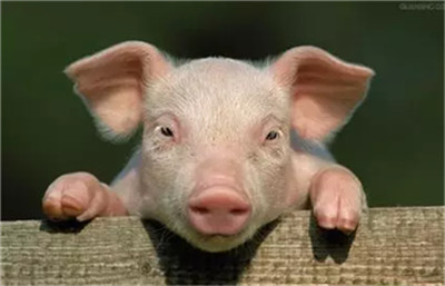 中国养猪网
