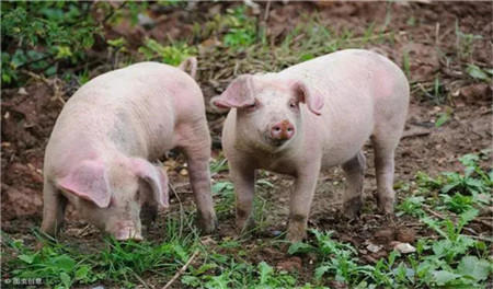 中国养猪网
