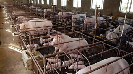 无论是从月均线的价格看，还是年线看。下跌的趋势都开始堆积了。这在过去一段时间，从来是没有出现过的。这种苗头，暗示了未来某种变化。