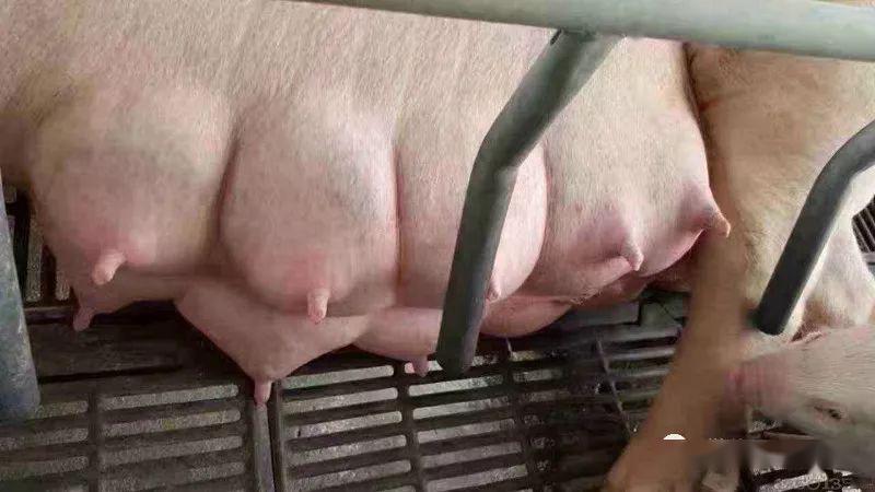 精细化管理:增加哺乳母猪泌乳量