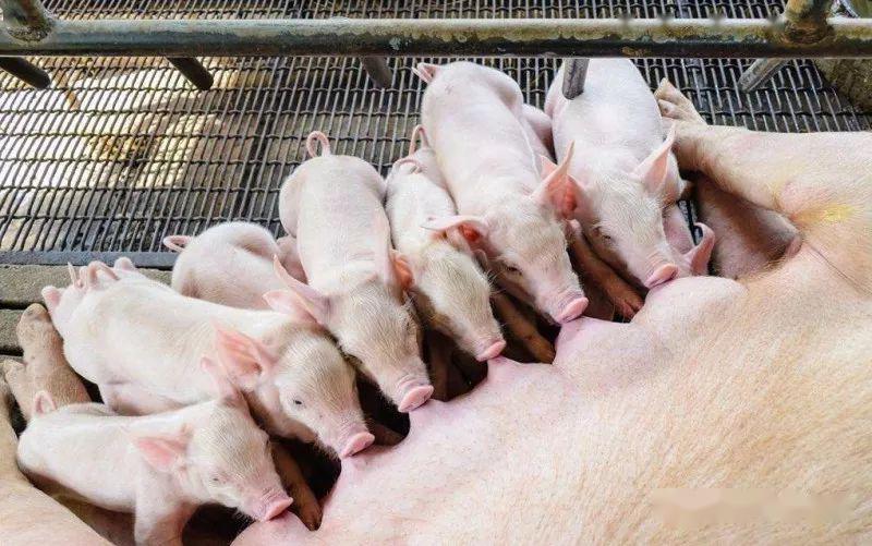 精细化管理:增加哺乳母猪泌乳量
