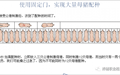 欧洲同行的养殖理念值得我们借鉴