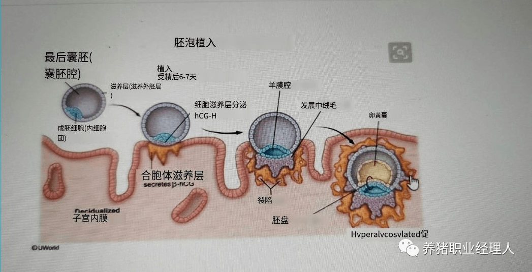 卵細胞 分裂 受精