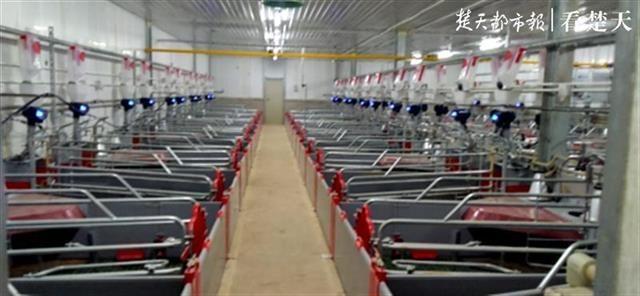 智能化时代的鸡舍管理：一人管十万只鸡的秘密