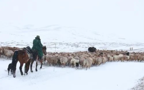 最低-48.6℃！罕见暴风雪袭击新疆阿勒泰，有牧民失联牛羊受灾，当地回应→